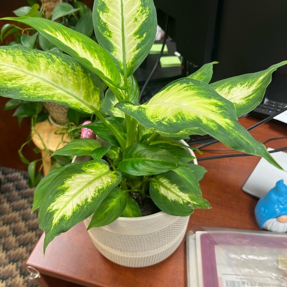 Meet your Posher, Julie - Picture 3 of 4